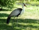 Villars Les Dombes. Parc des oiseaux. Grue Caronculée. 