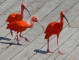 Villars Les Dombes. Parc des oiseaux. Ibis Rouges. 