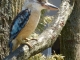 Photo suivante de Villars-les-Dombes Villars Les Dombes. Parc des oiseaux. Martin-chasseur à ailes bleues. 