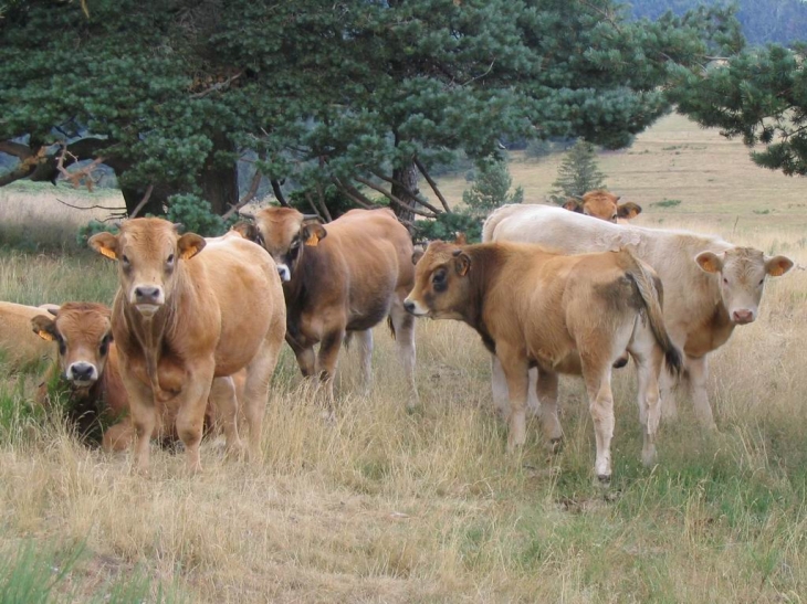 Vaches vers les suchères - Lanarce