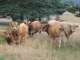 Vaches vers les suchères