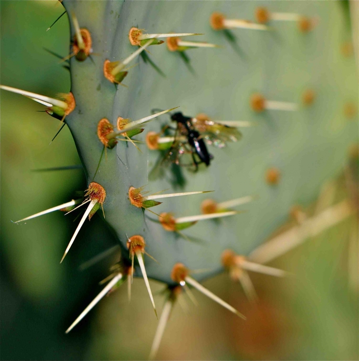 Les cactus du Mas de l'Espaïre - Les Vans