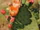 Photo précédente de Les Vans Les cactus du Mas de l'Espaïre