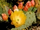 Photo suivante de Les Vans Les cactus du Mas de l'Espaïre