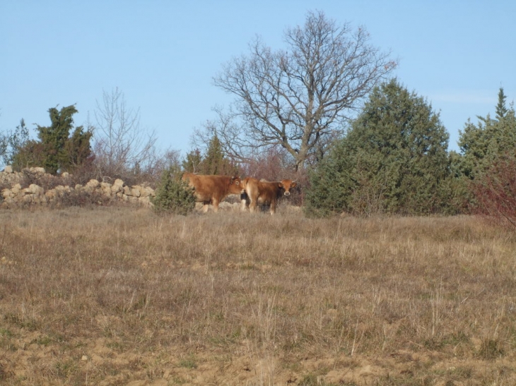 Vaches aubrac de Pastroux - Saint-Remèze