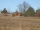 Photo précédente de Saint-Remèze vaches aubrac de Pastroux