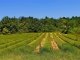 Photo précédente de Saint-Remèze 