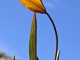 tulipe sauvage