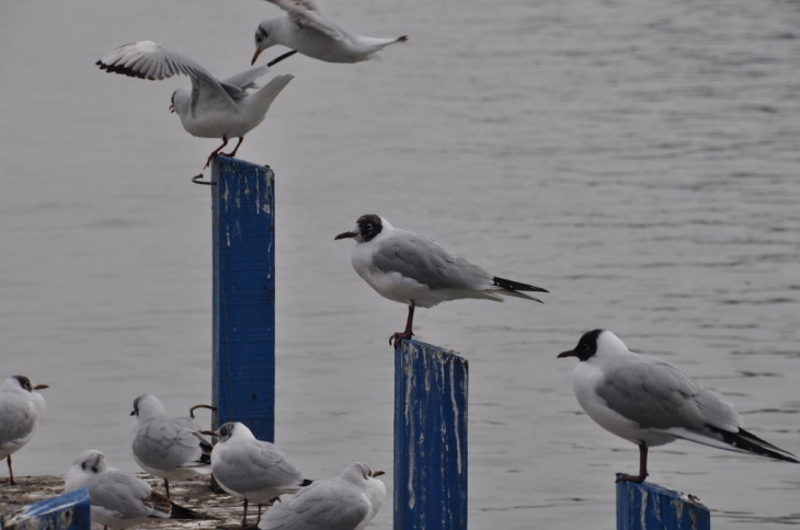 Les oiseaux du Lac d'Annecy