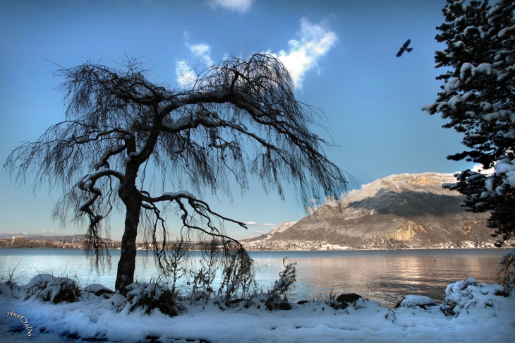 L'arbre et l'oiseau du lac d'Annecy