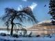 L'arbre et l'oiseau du lac d'Annecy