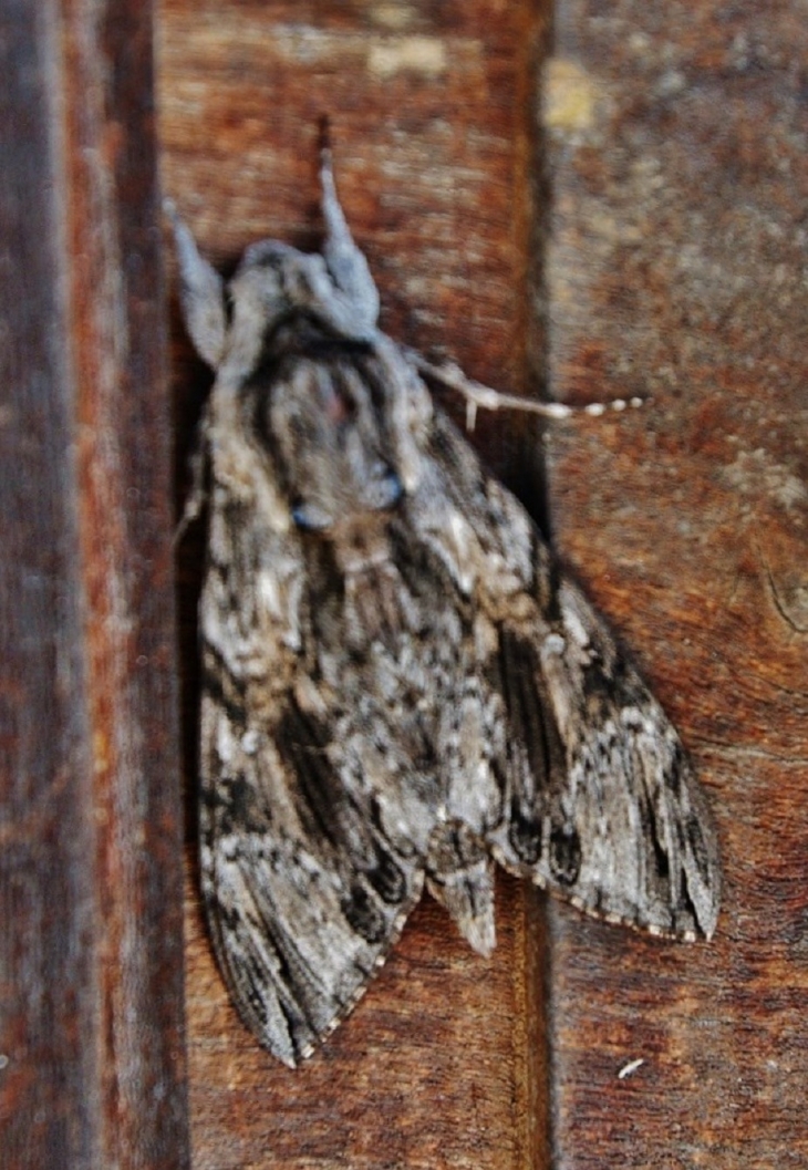 Papillon de Nuit - Châtillon-sur-Cluses