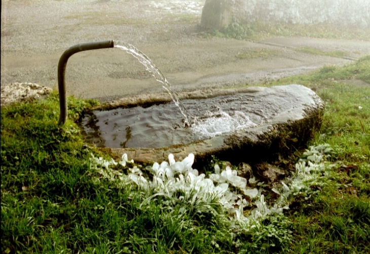 Feuilles gelées autour d'une fontaine - Onnion