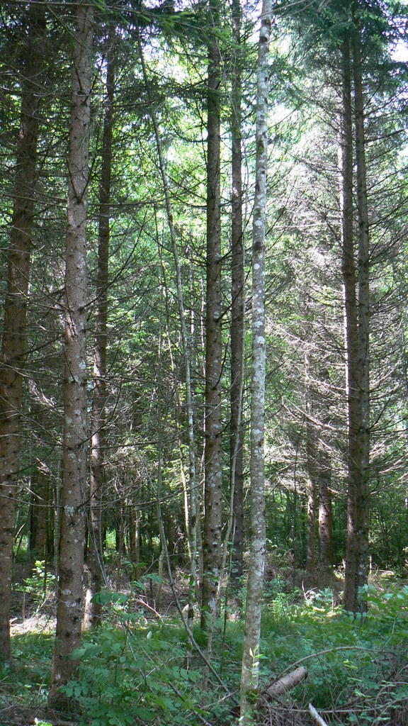 Bois, rive droite du Giffre - Taninges