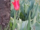 Les tulipes commencent à fleurir à Thusy