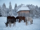 Photo précédente de Merlas équidés et cabane à Merlas en hiver