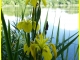 Villefontaine. Étang de Vaugelas. Iris des Marais. 