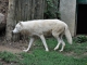 Photo suivante de Saint-Martin-la-Plaine Zoo - loup artique