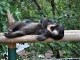 Photo précédente de Saint-Martin-la-Plaine Zoo - Ours Malais