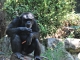 Photo suivante de Saint-Martin-la-Plaine Zoo - Chimpanzé