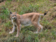 Photo précédente de Saint-Martin-la-Plaine Lynx de Sibérie
