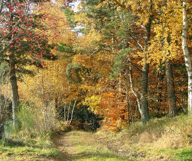 Paysage d'automne. chemin dans le bois juste au dessus de la roue - Sauvain