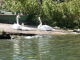 Cygnes en bord de Saône