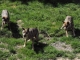 Photo suivante de Courzieu Les loups du Parc