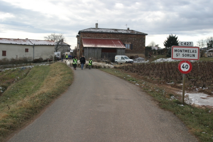 Transhumance dans le village - Montmelas-Saint-Sorlin