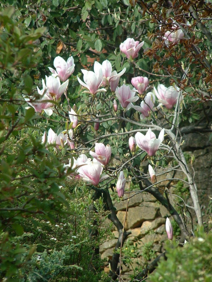 Magnolias - Oingt
