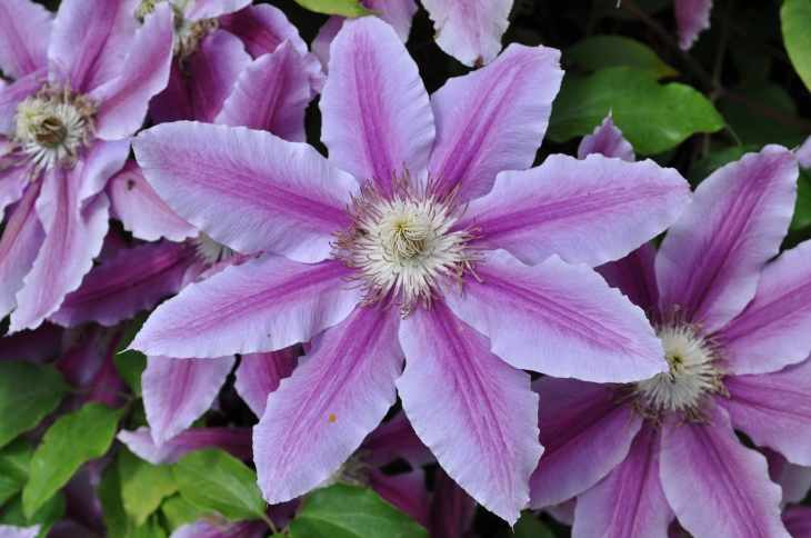 Fleur de Clématite - Pomeys