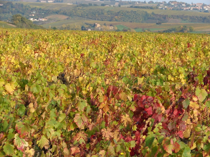 Le Vignoble aux Graves - Pouilly-le-Monial