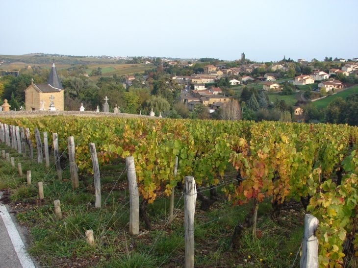 Le Vignoble à proximité du Cimetière - Pouilly-le-Monial