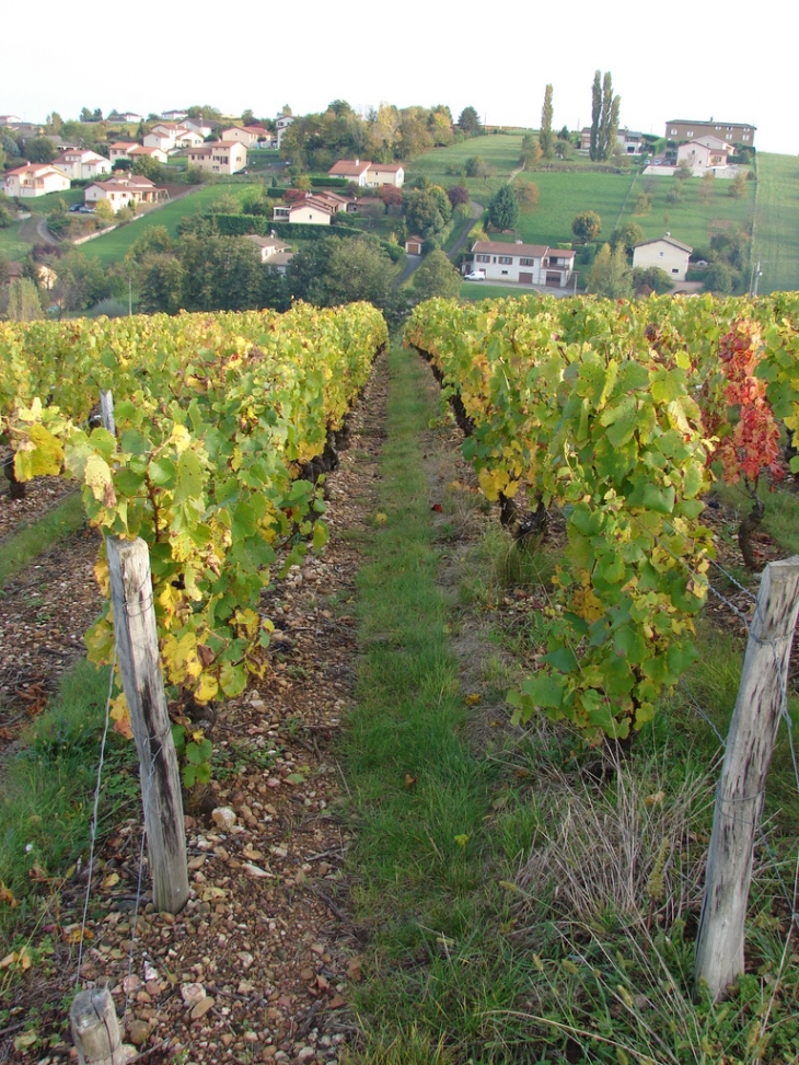 Le Vignoble à proximité du Cimetière - Pouilly-le-Monial