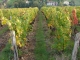 Photo précédente de Pouilly-le-Monial Le Vignoble à proximité du Cimetière