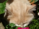 Photo suivante de Ternand Le Nez dans les fleurs...