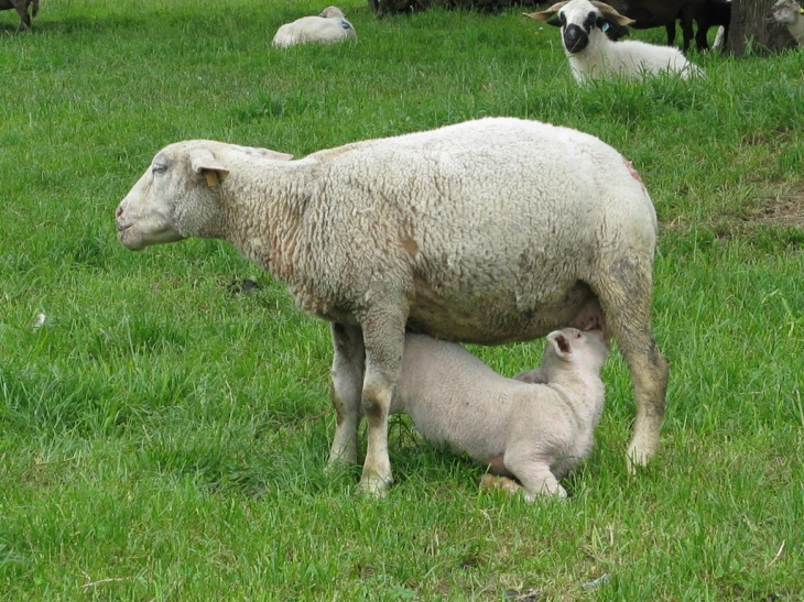 Mouton et son bebe - Aiton