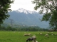 Photo suivante de Aiton aiton et ses moutons