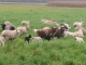 les moutons d'aiton