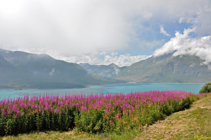 Epilobe en épi - Lac du Mont-Cenis - Lanslebourg-Mont-Cenis