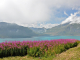 Epilobe en épi - Lac du Mont-Cenis