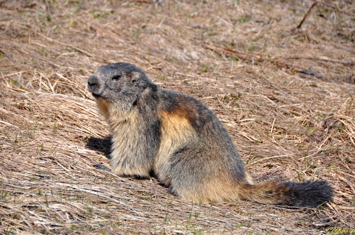 Marmotte - Parc National de la Vanoise - L'Orgère - Modane