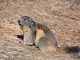 Marmotte - Parc National de la Vanoise - L'Orgère