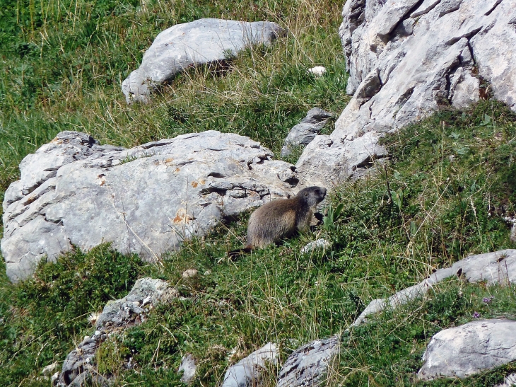 Marmotte - Pralognan-la-Vanoise