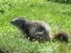 Photo suivante de Pralognan-la-Vanoise Jolie marmotte