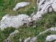 Photo suivante de Pralognan-la-Vanoise marmotte