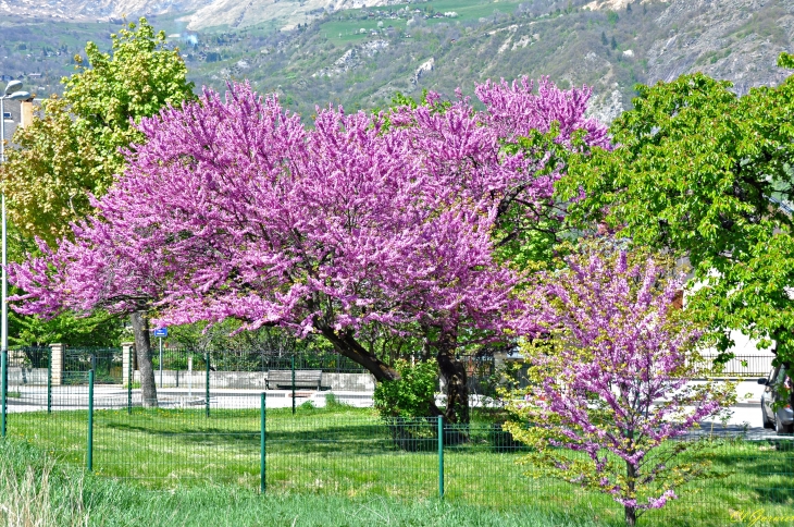 Arbre de Judée ou Gainier - Saint-Jean-de-Maurienne